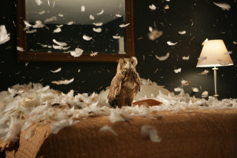Картинка животные совы перья комната интерьер мебель птица