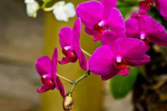 Картинка цветы орхидеи малиновый