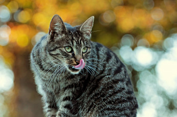Картинка животные коты полосатый кот серый фон блики