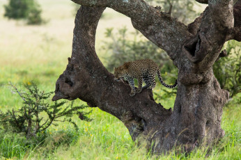 Картинка животные леопарды дерево леопард