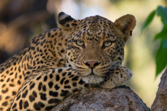Картинка животные леопарды леопард морда отдых