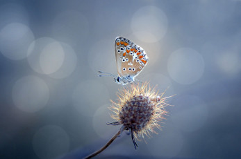 Картинка животные бабочки растение колючка блики