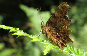 Картинка животные бабочки бабочка листья