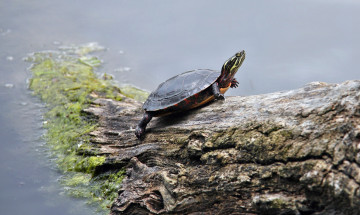 Картинка животные Черепахи бревно вода черепашка