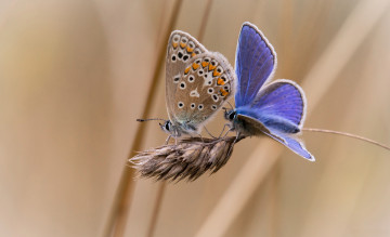 Картинка животные бабочки колосок две фон