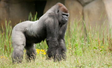 Картинка животные обезьяны луг трава горилла