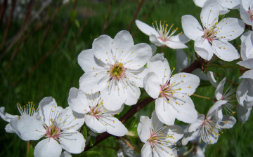 Картинка цветы цветущие деревья кустарники алыча