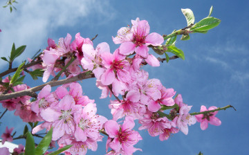 Картинка цветы цветущие деревья кустарники персик