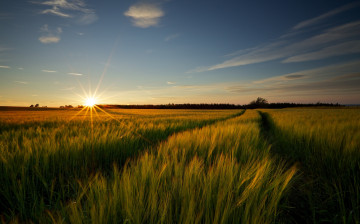 Картинка природа восходы закаты солнце колосья посевы поле