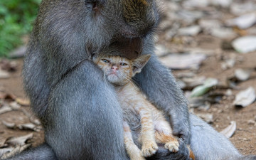 Картинка животные разные вместе обезьяна кот