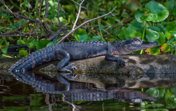 Картинка животные крокодилы сельва крокодил заросли река бревно