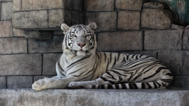 Обои картинки фото животные, тигры, камни, белый, тигр