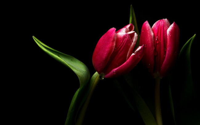 Обои картинки фото цветы, тюльпаны, фон, бутоны