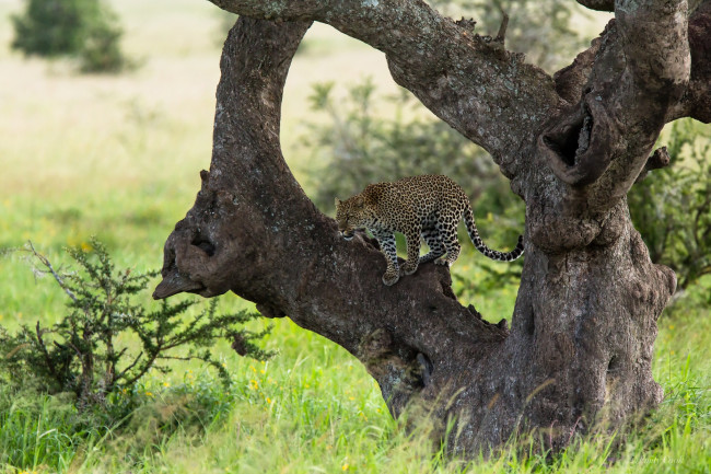 Обои картинки фото животные, леопарды, дерево, леопард
