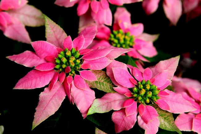 Обои картинки фото цветы, пуансеттия, розовый