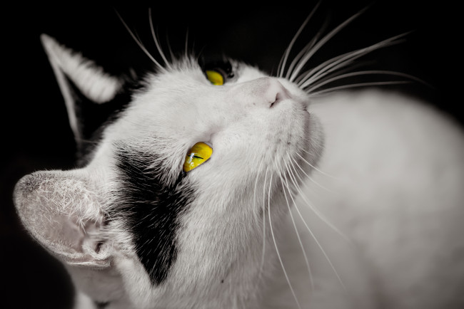 Обои картинки фото животные, коты, взгляд, желтые, глаза, черные, пятна, белая