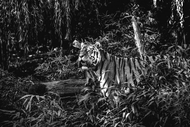 Обои картинки фото животные, тигры, хищник, заросли