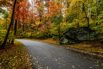 обоя природа, дороги, шоссе, лес, осень