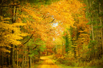 обоя природа, дороги, дорожка, листва, лес, осень