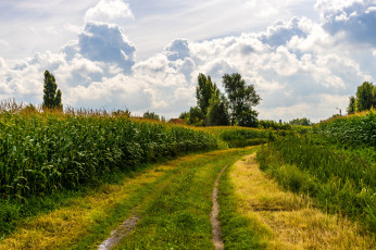 Картинка природа дороги колея кукуруза поле