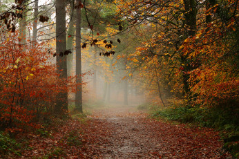 обоя природа, дороги, туман, лес, тропинка, осень