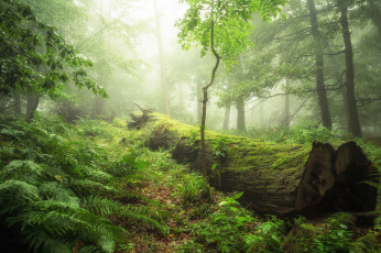 Картинка природа лес туман бревно