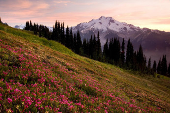 Картинка природа луга горы склон цветение цветы весна деревья вершина