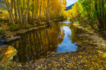 Картинка природа реки озера листья речка лес осень