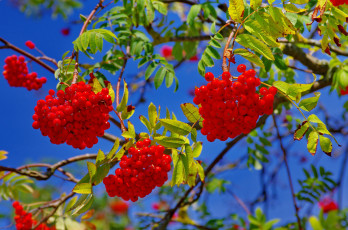 Картинка природа Ягоды +рябина ягоды рябина листья ветки небо