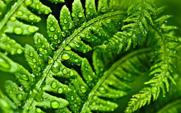 Картинка природа листья роса вода капли macro green зеленый листик макро
