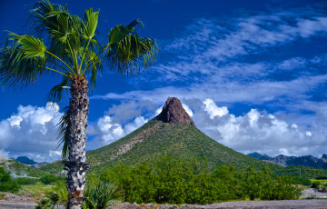 Картинка природа тропики пальма гора