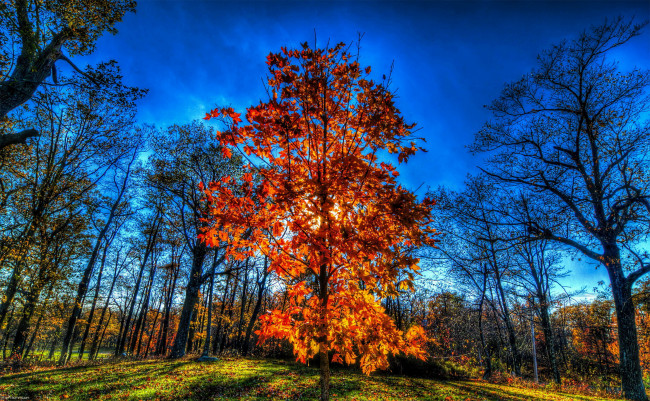 Обои картинки фото природа, деревья, пейзаж, осень, небо, поляна