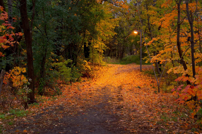 Обои картинки фото природа, дороги, лес, осень, деревья, дорога, фонарь, листья