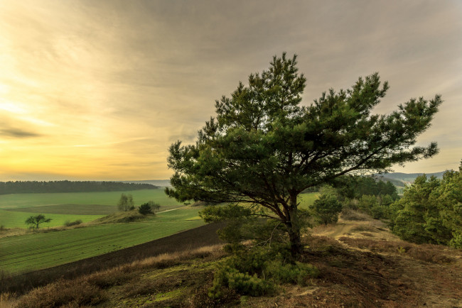 Обои картинки фото природа, деревья, дерево, утро, горизонт, равнина