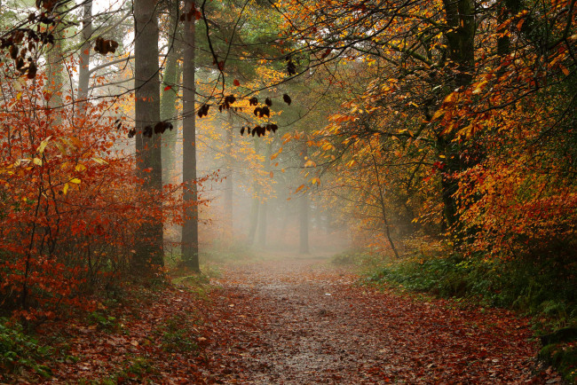 Обои картинки фото природа, дороги, туман, лес, тропинка, осень