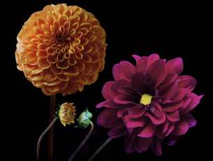 Картинка цветы георгины черный пара фон