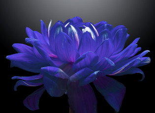 Картинка цветы георгины хризантема черный фон