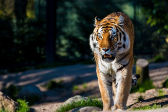 Картинка животные тигры кошка амурский хищник