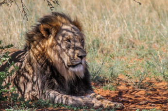 Картинка животные львы грива африка тень кошка