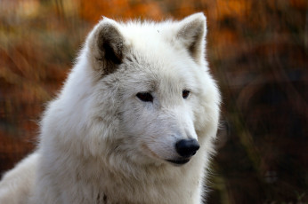 Картинка животные волки +койоты +шакалы портрет морда белый мех