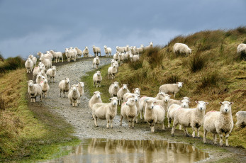Картинка животные овцы +бараны отара
