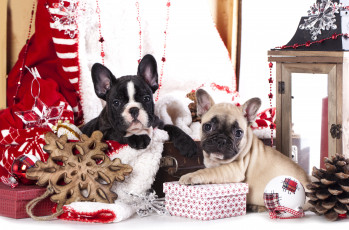 Картинка животные собаки украшения подарки щенки французский бульдог