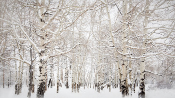 Картинка природа лес осины снег