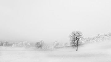 Картинка природа зима фон деревья поле