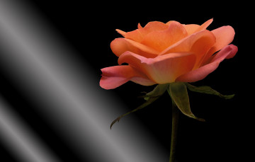 Картинка цветы розы черный цветок фон роза