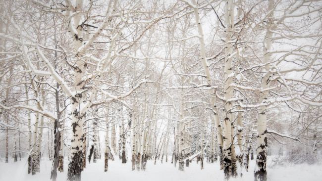 Обои картинки фото природа, лес, осины, снег