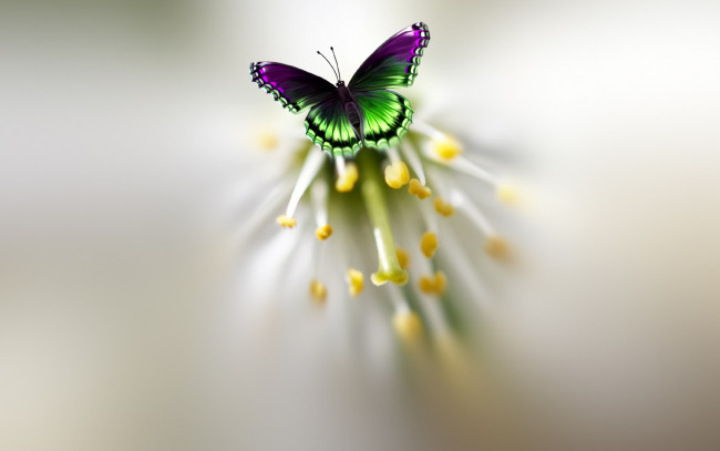 Обои картинки фото разное, компьютерный дизайн, бабочка, красивая, пестрая, цветок
