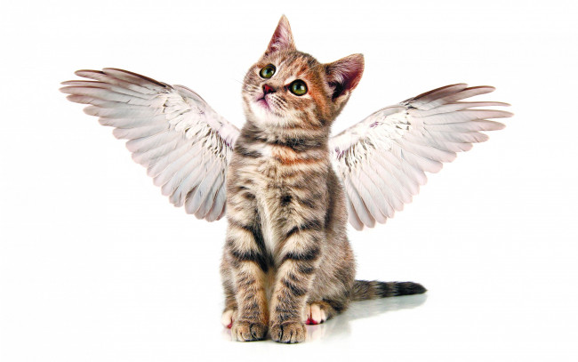 Обои картинки фото животные, коты, ангелочек, полосатый, серый, забавно, ангел, мило, кошки, котенок, крылья
