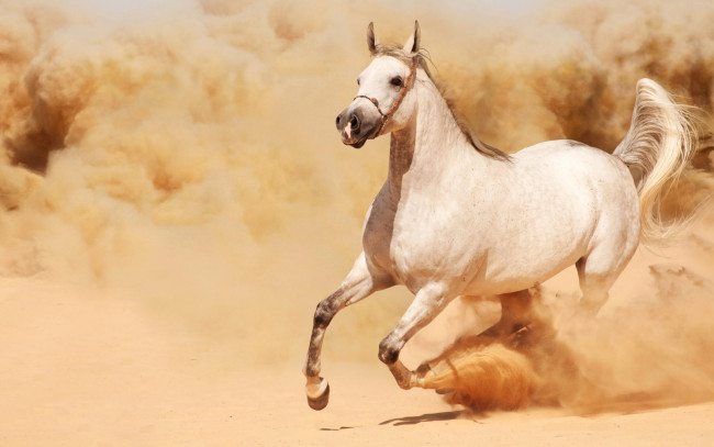 Обои картинки фото животные, лошади, песок, пыль, бег, солнце, белая, лошадь