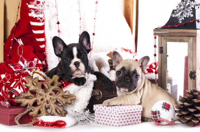 Обои картинки фото животные, собаки, украшения, подарки, щенки, французский, бульдог